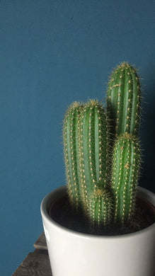 Cactus - Flùr